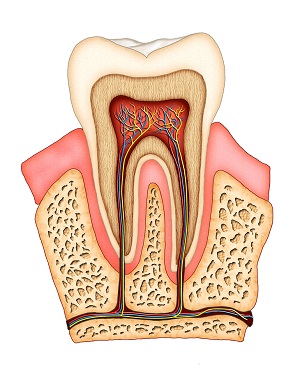 root canal therapy aurora